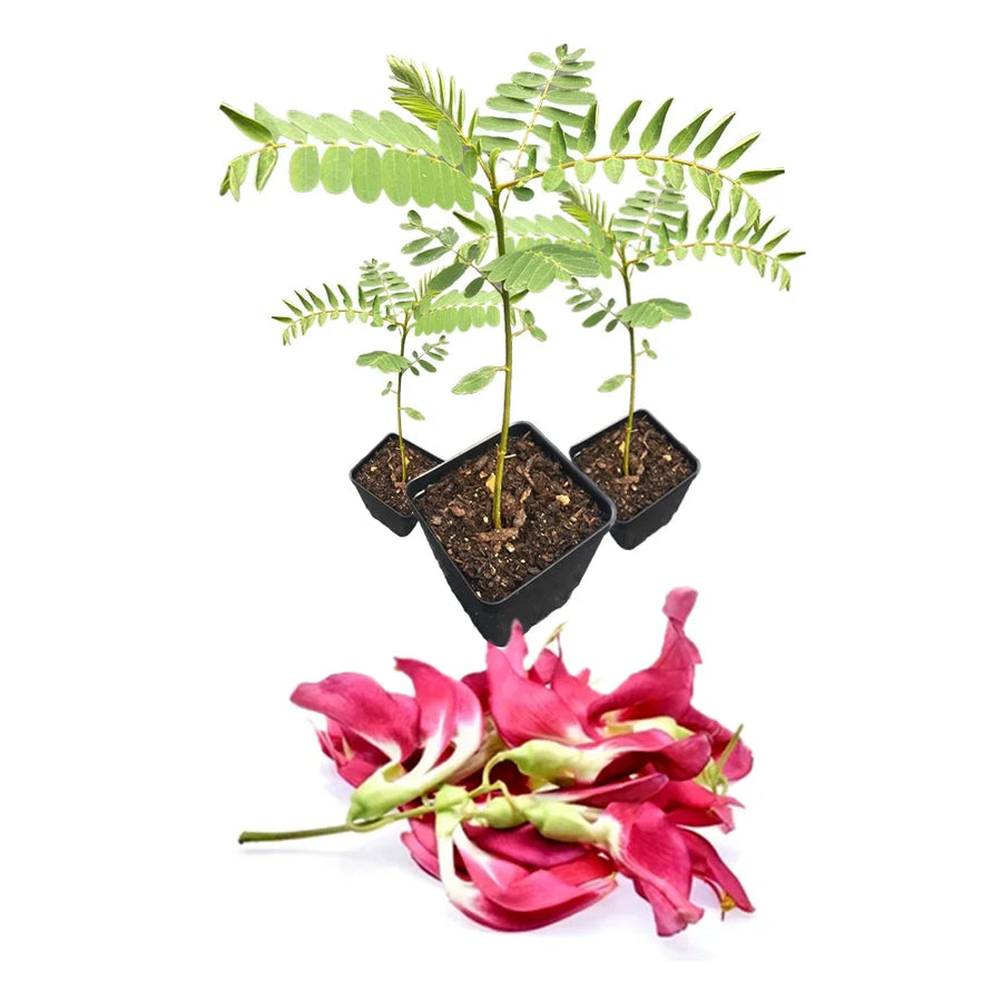 an image of pink agathi cheera seedlings