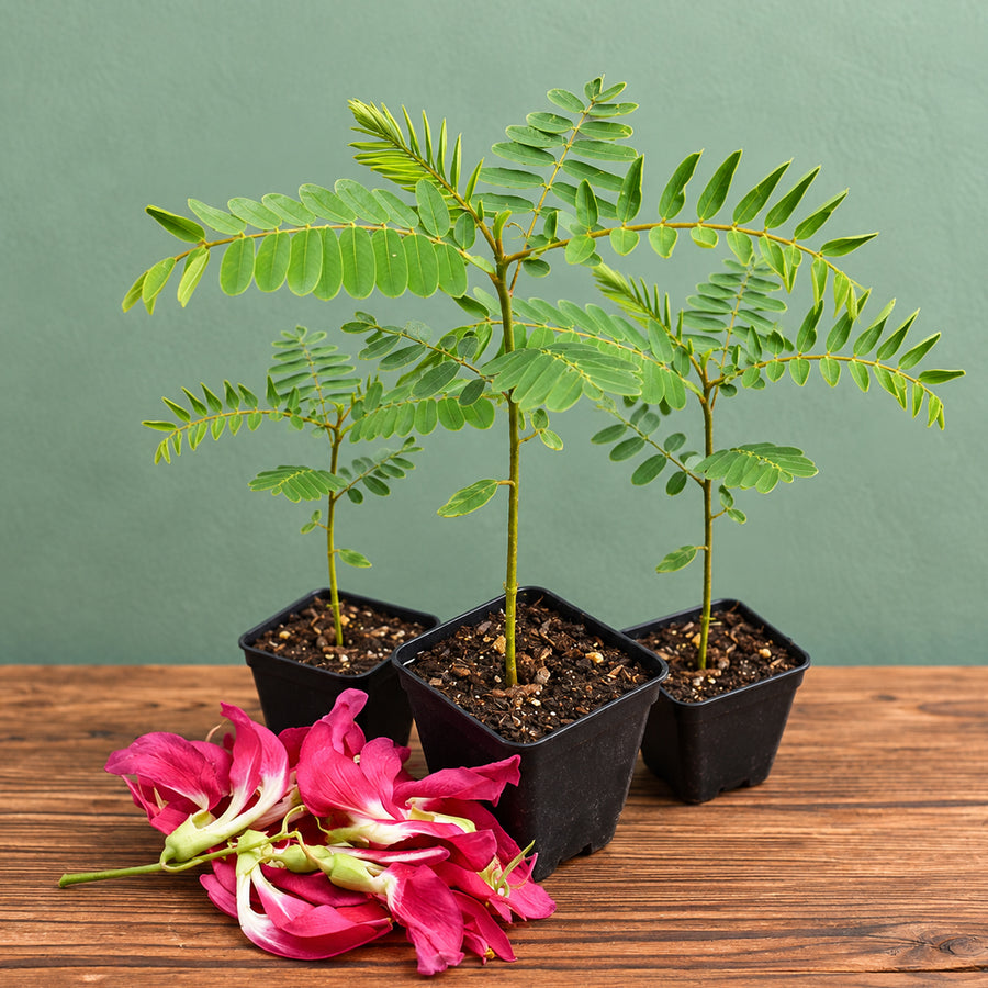Agathi Cheera Seedlings (100 in a tray)