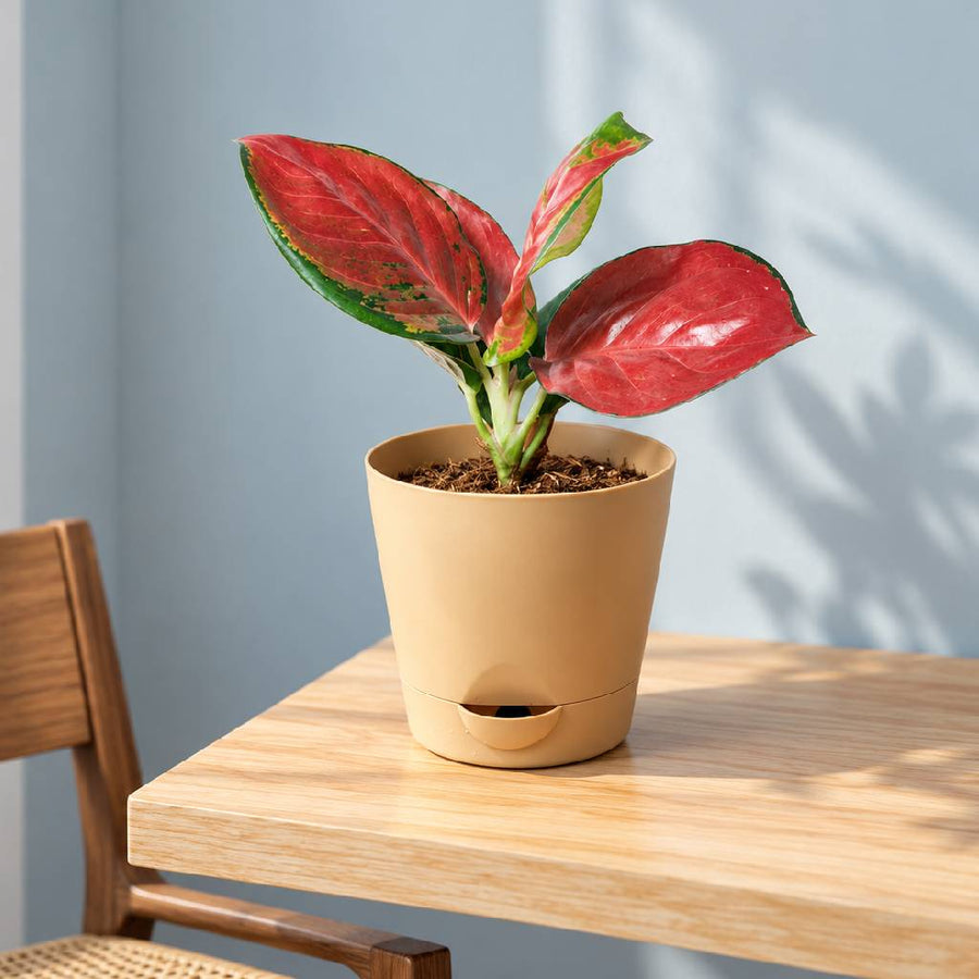 Aglaonema Jaipong Red Plant With Pot