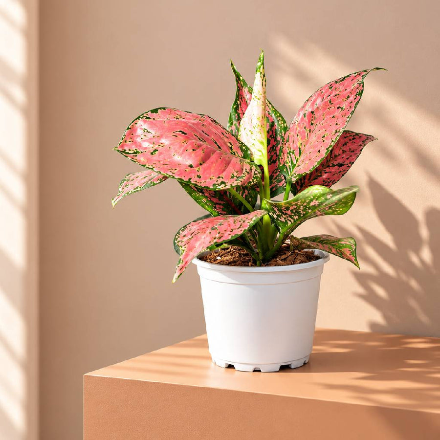 Aglaonema Koomkoon Plant With Pot