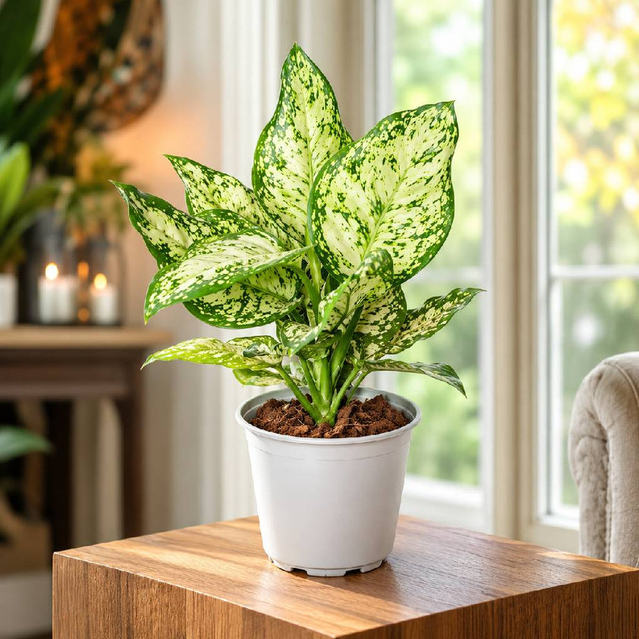 Aglaonema White Plant With Pot