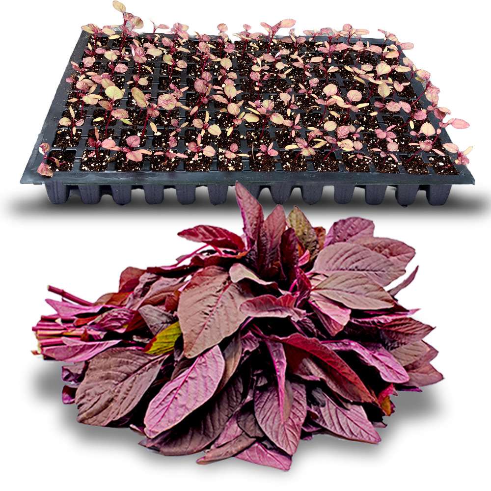 an image of amaranthus plants and amaranthus seedlings in a tray