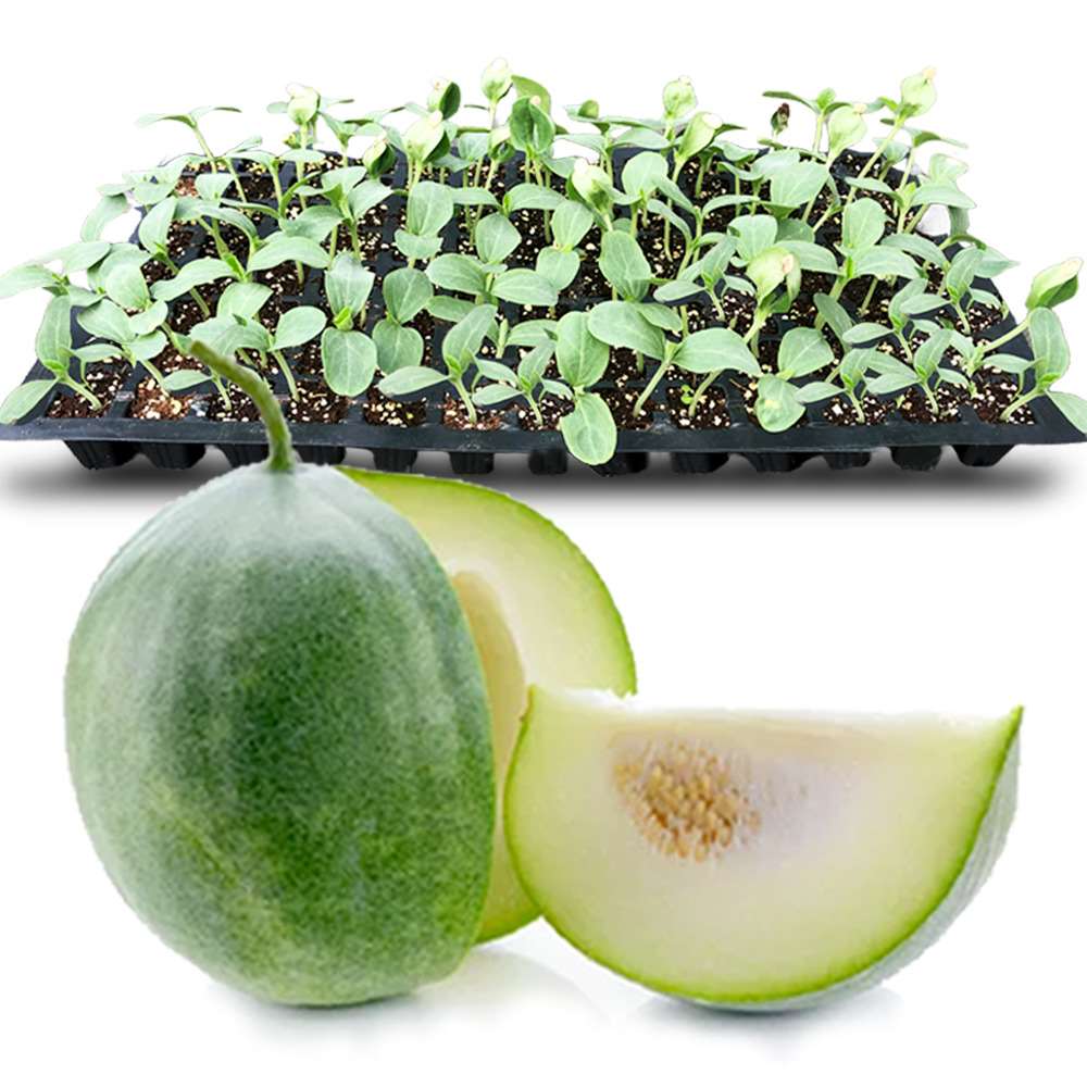 an image of ash gourd and ash gourd seedlings in a tray