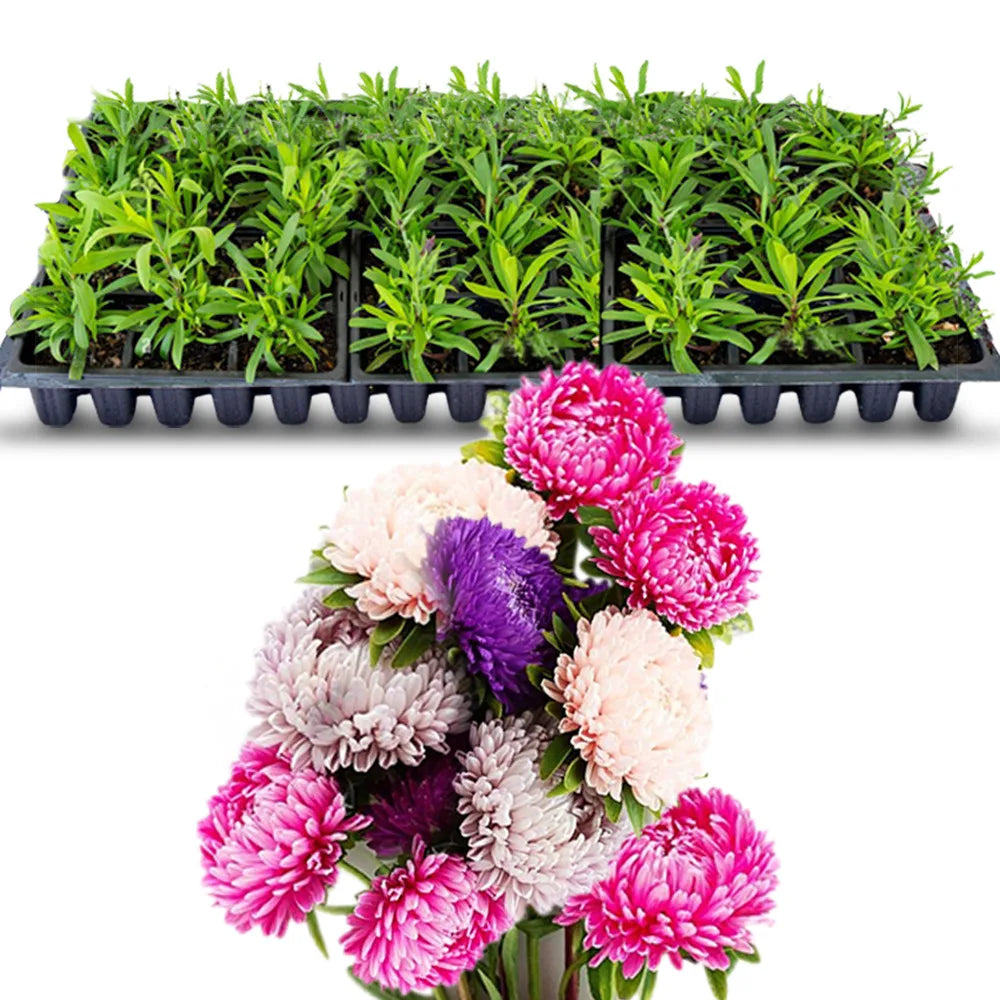 an image of mixed aster flowers with seedlings in a tray