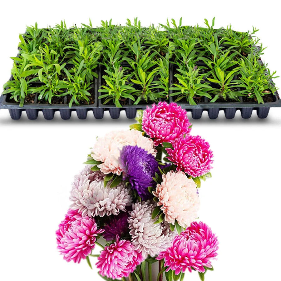 an image of mixed aster flowers with seedlings in a tray