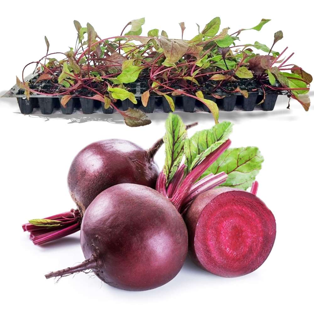 an image of some beetroots with a tray full of beetroot seedlings