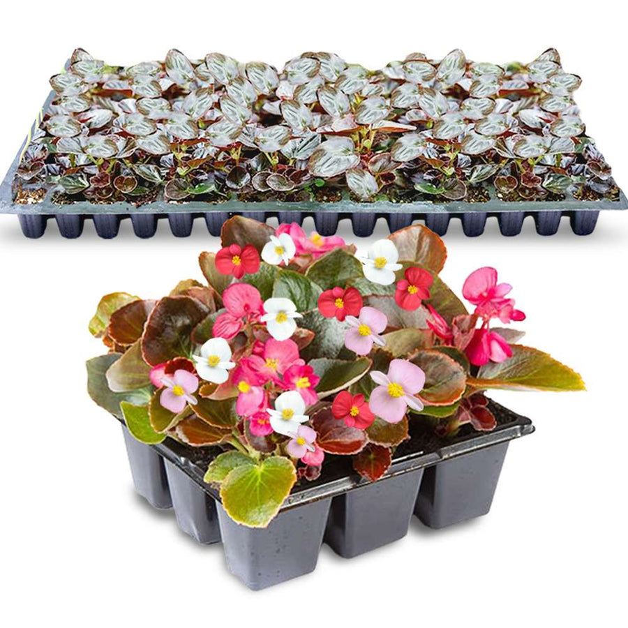 an image of mixed Begonia flowers and Begonia seedlings in a tray