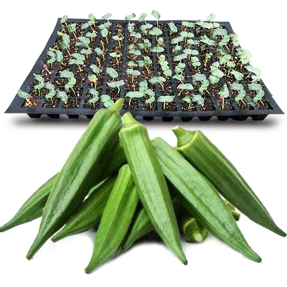 and image of bhindi and bhindi seedlings