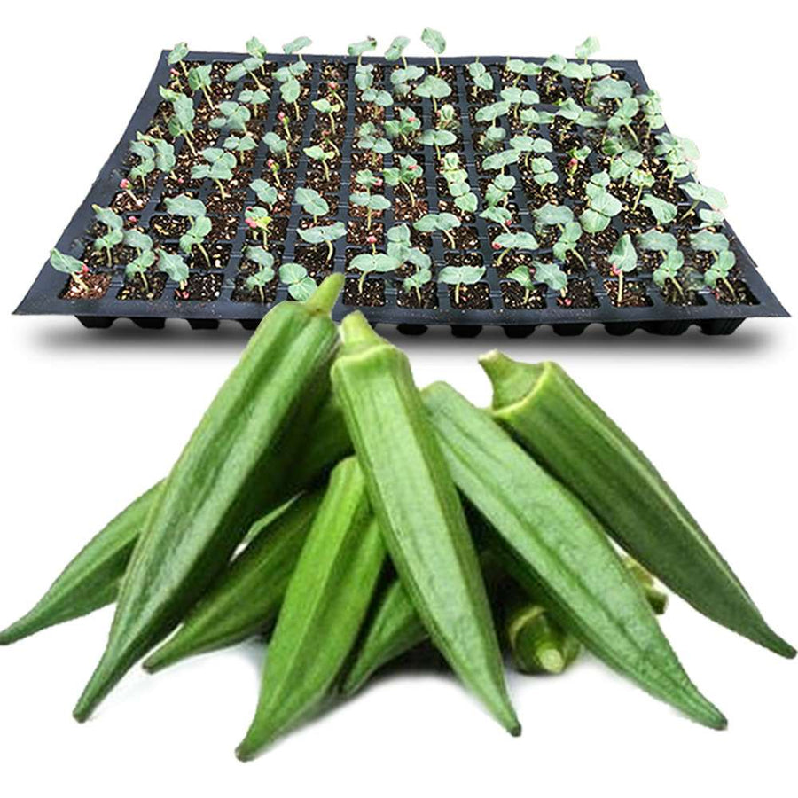 and image of bhindi and bhindi seedlings