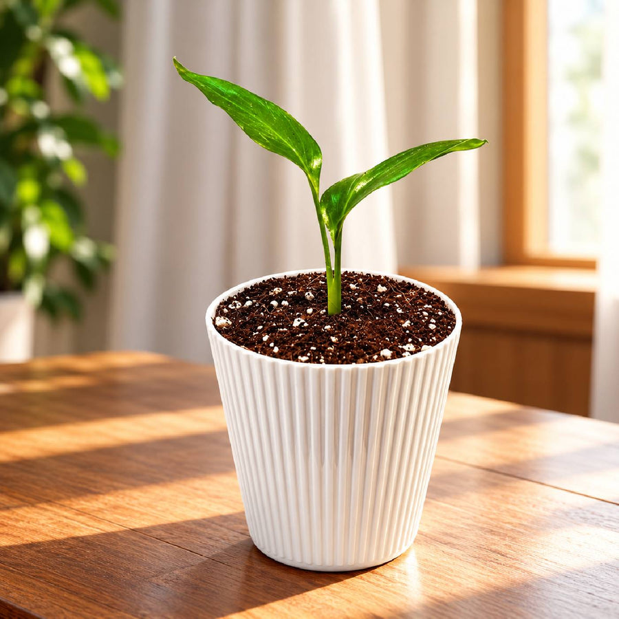 Bird of Paradise Plant With Pot