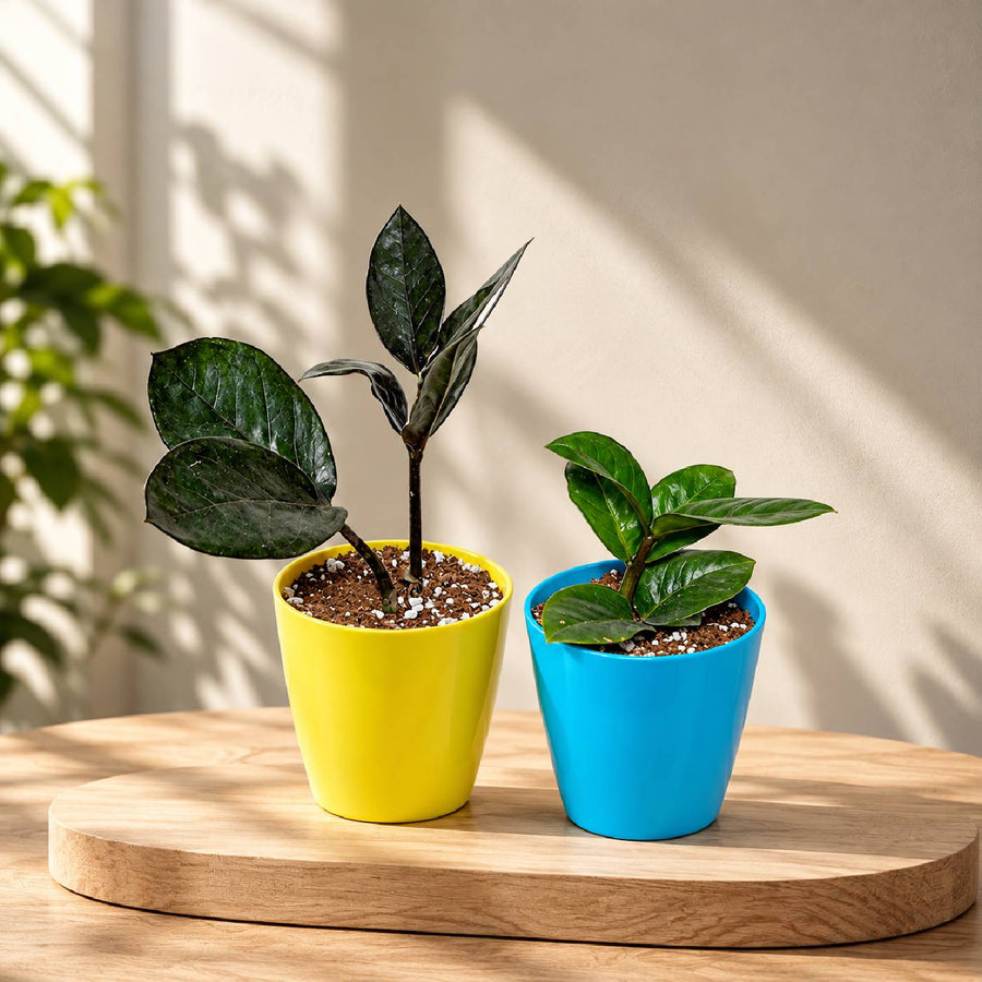 Black & Green ZZ Plant Combo With Pot