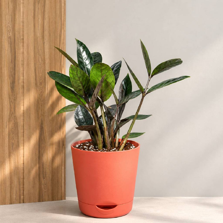 Black ZZ Plant With Self Watering Pot