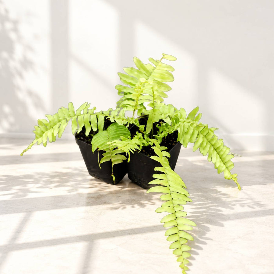 Boston Fern 2 Plant Combo