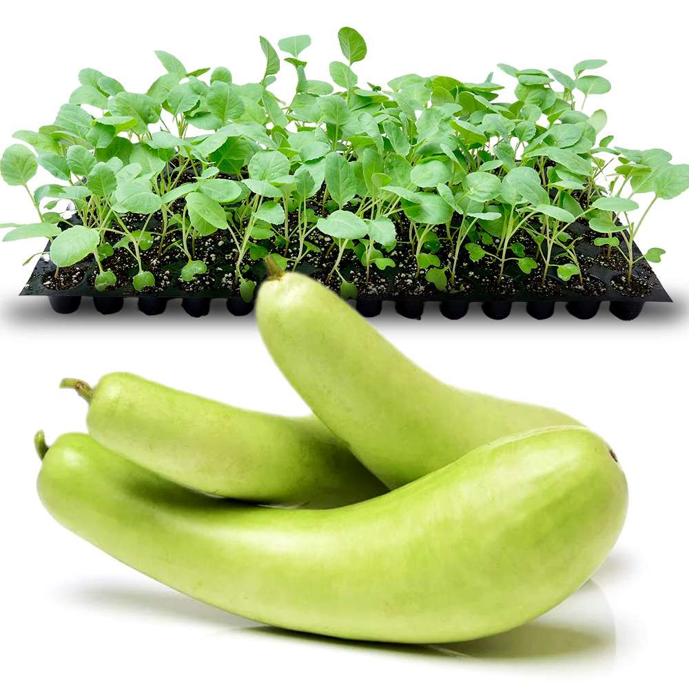 an image of bottle gourds and bottle gourd seedlings tray
