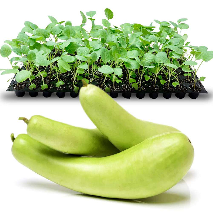 an image of bottle gourds and bottle gourd seedlings tray