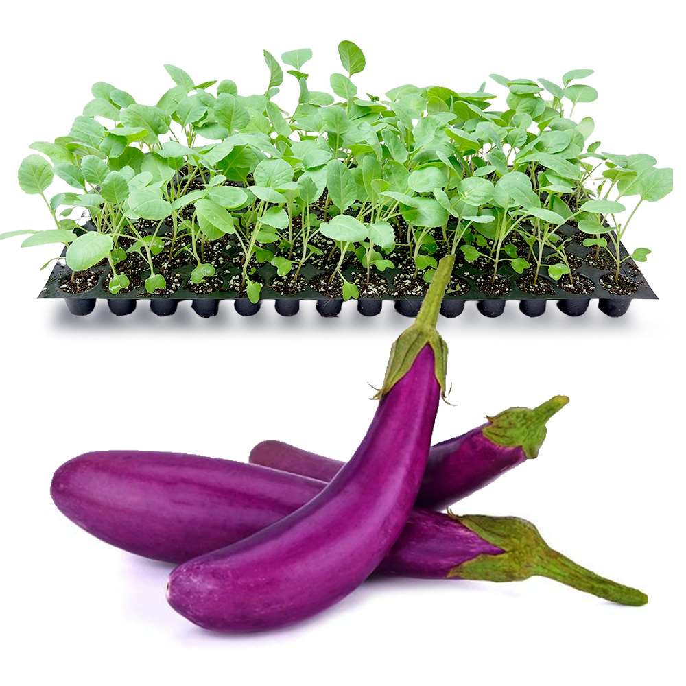 an image of purple long brinjals and brinjal seedlings