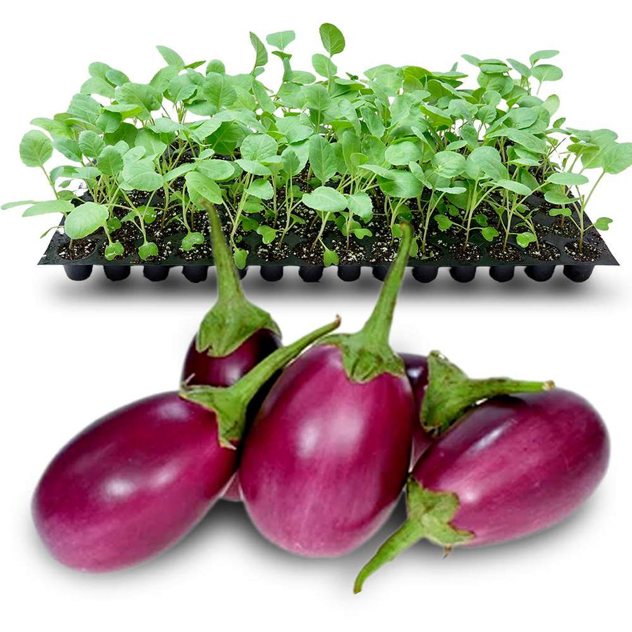 an image of purple short brinjal and brinjal seedlings