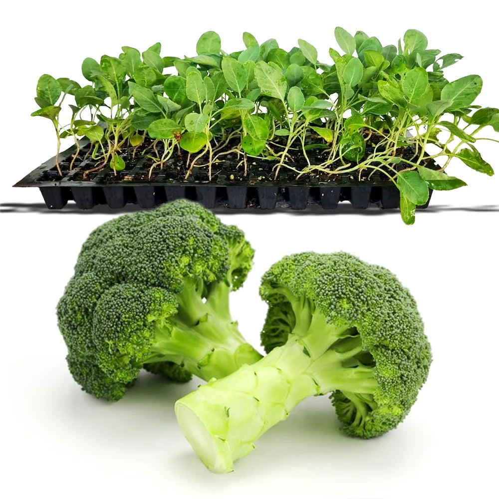 an image of broccoli and broccoli seedlings in a tray