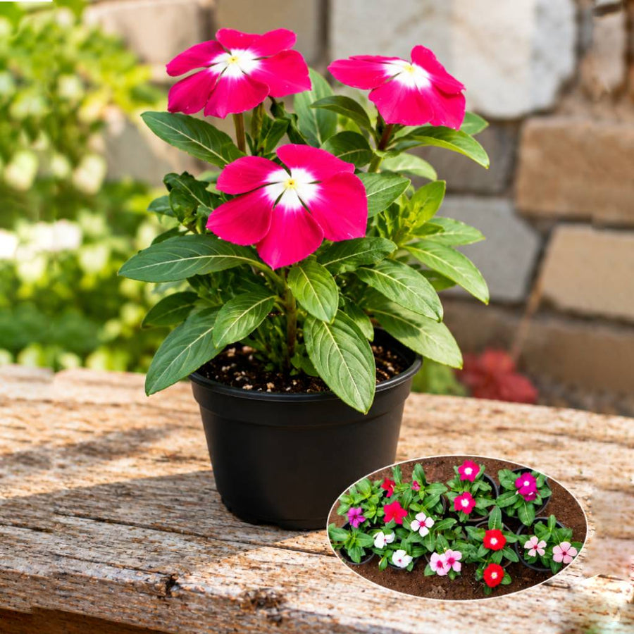 Vinca – 10  Plant