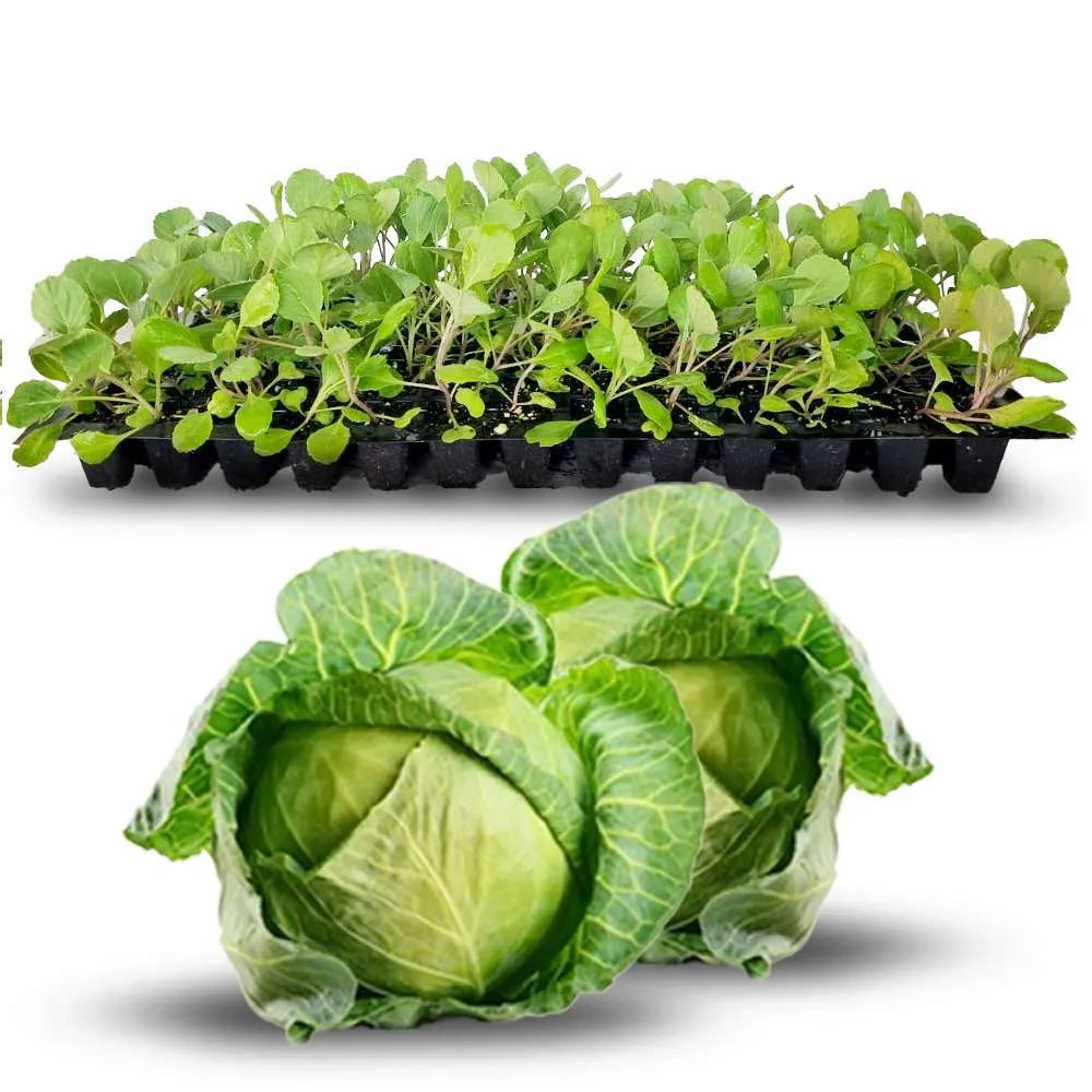 an image of a green cabbage and cabbage seedlings in a tray