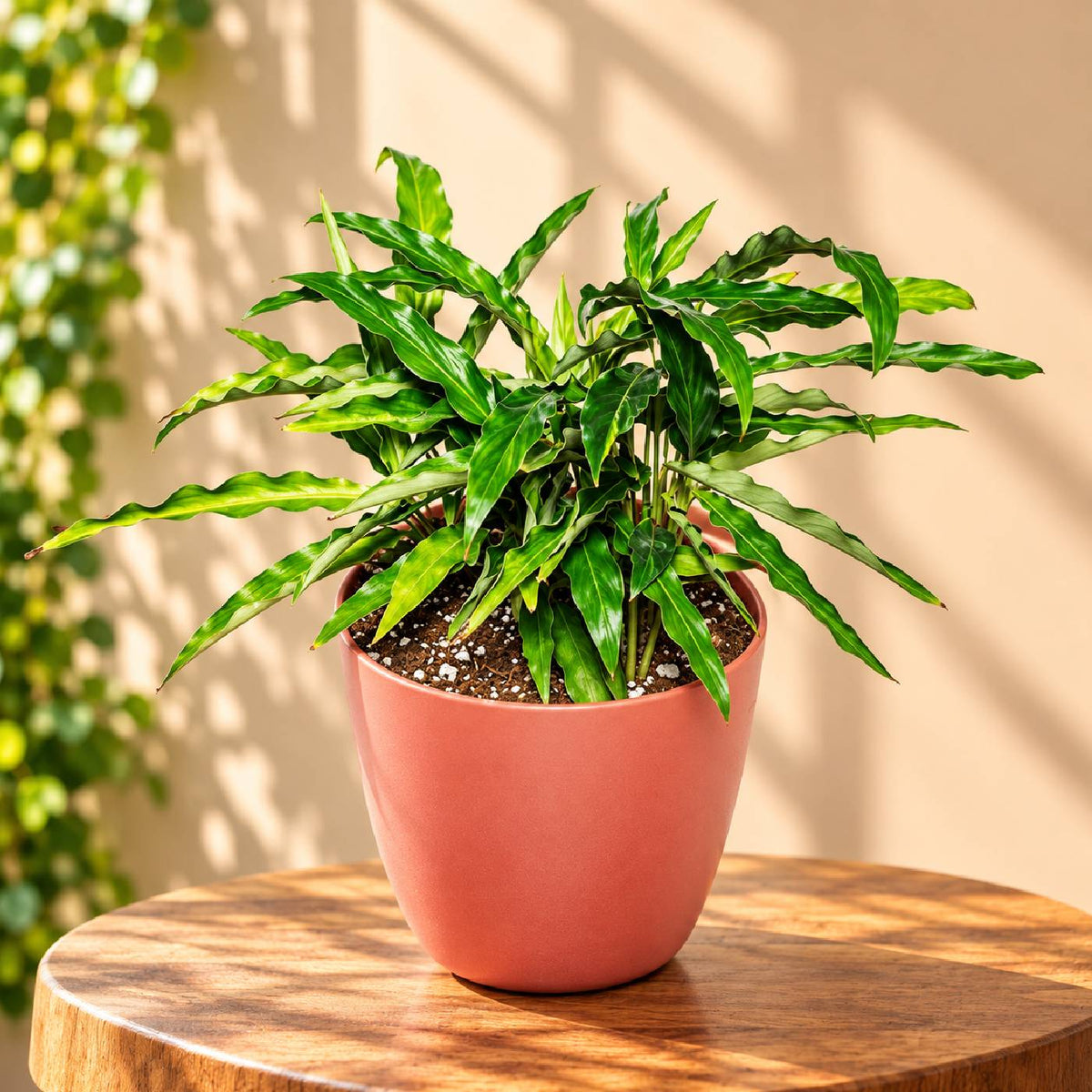 Calathea Rufibarba Plant With Pot