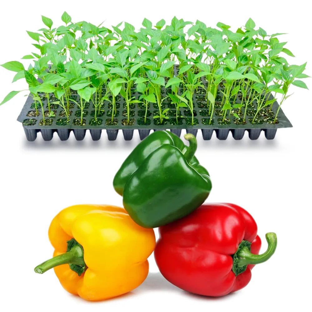 an image of capsicums and it's seedlings in a tray