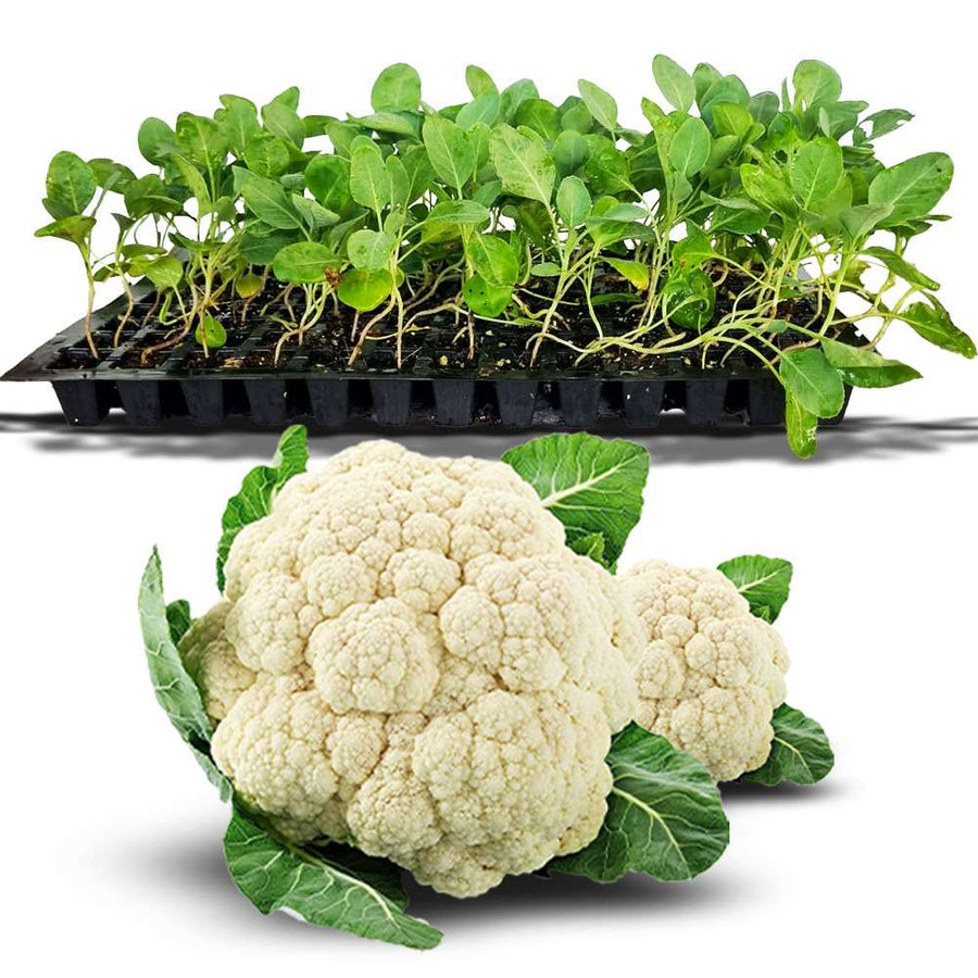 an image of cauliflower seedlings in a tray with a cauliflower