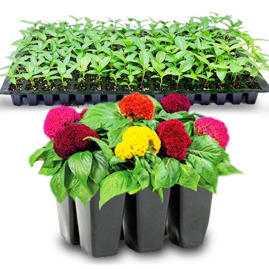 an image of mixed Celosia flowers and seedlings