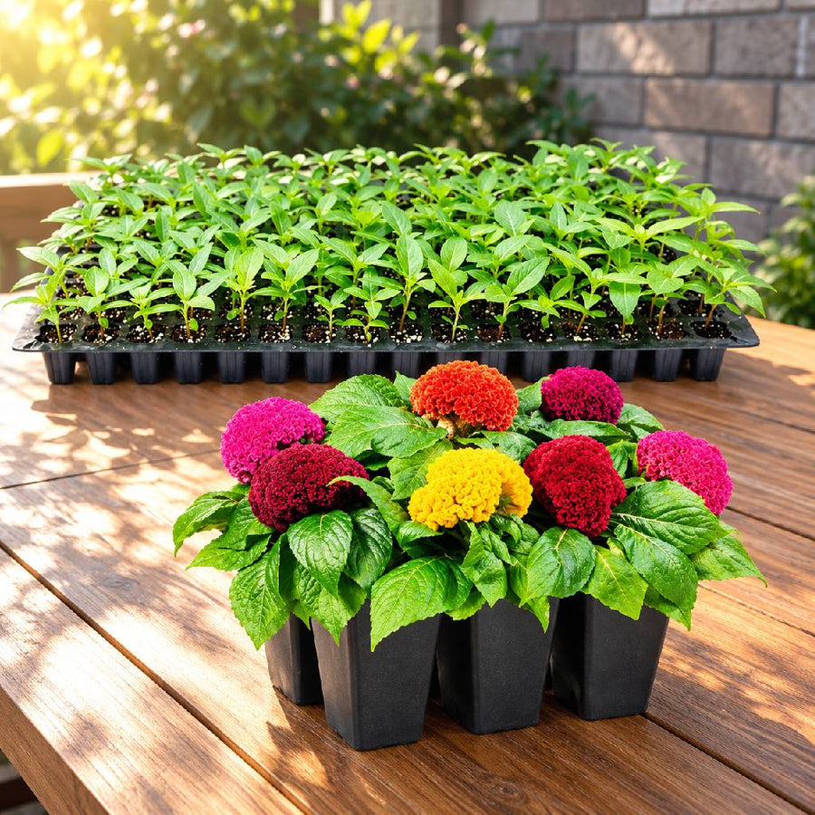 Celosia Seedlings (100 in a tray)