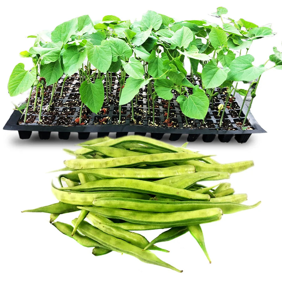 an image of cluster beans and cluster bean seedlings in tray