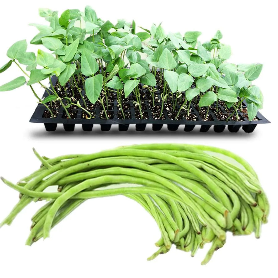 an image of cowpea and cowpea seedlings