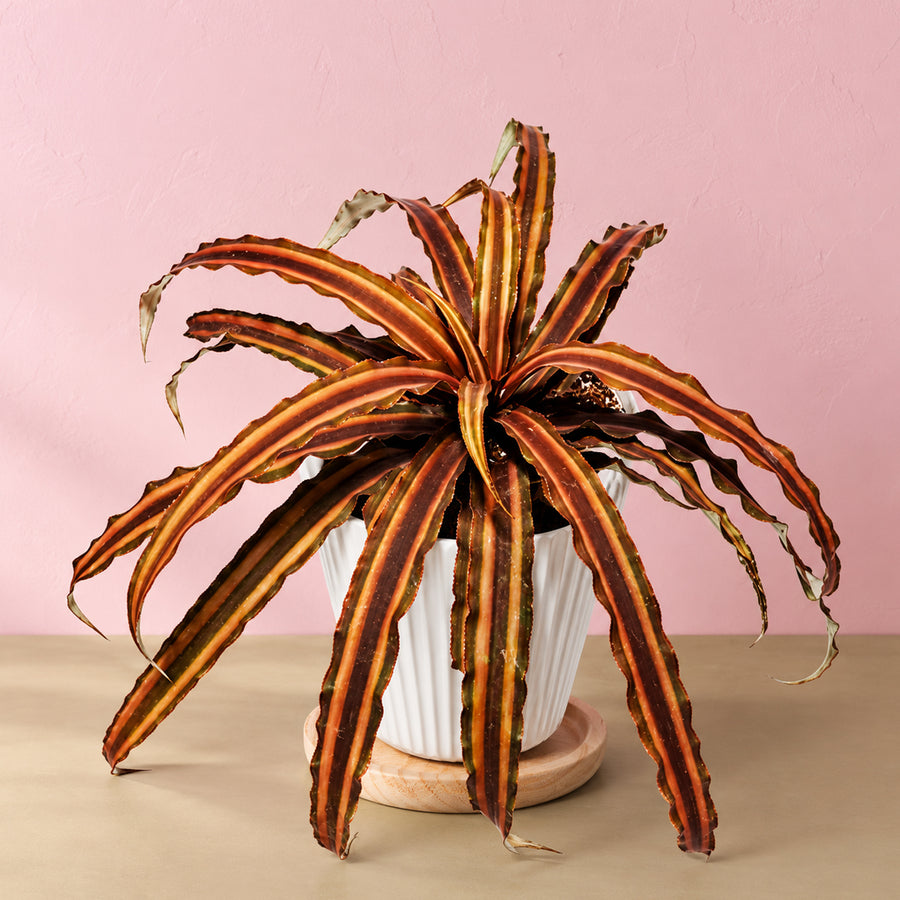 Cryptanthus Brown Plant With Pot