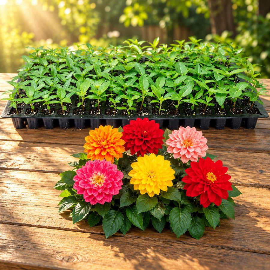 Dahlia Seedlings (100 in a tray)