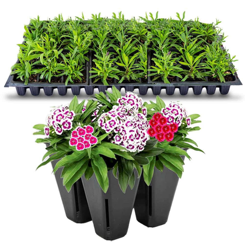 an image of mixed dianthus flowers and seedlings