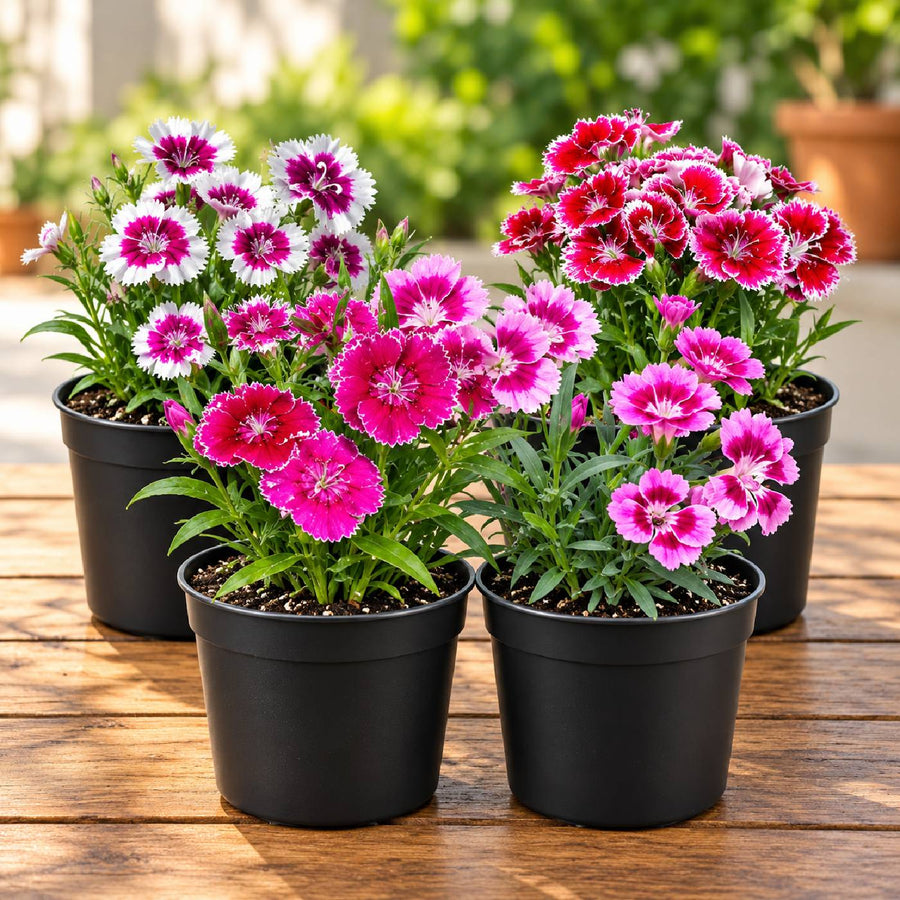 Dianthus 4 Plant Combo
