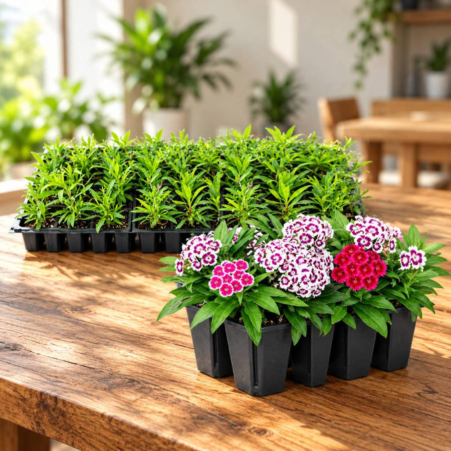 Dianthus Seedlings (100 in a tray)