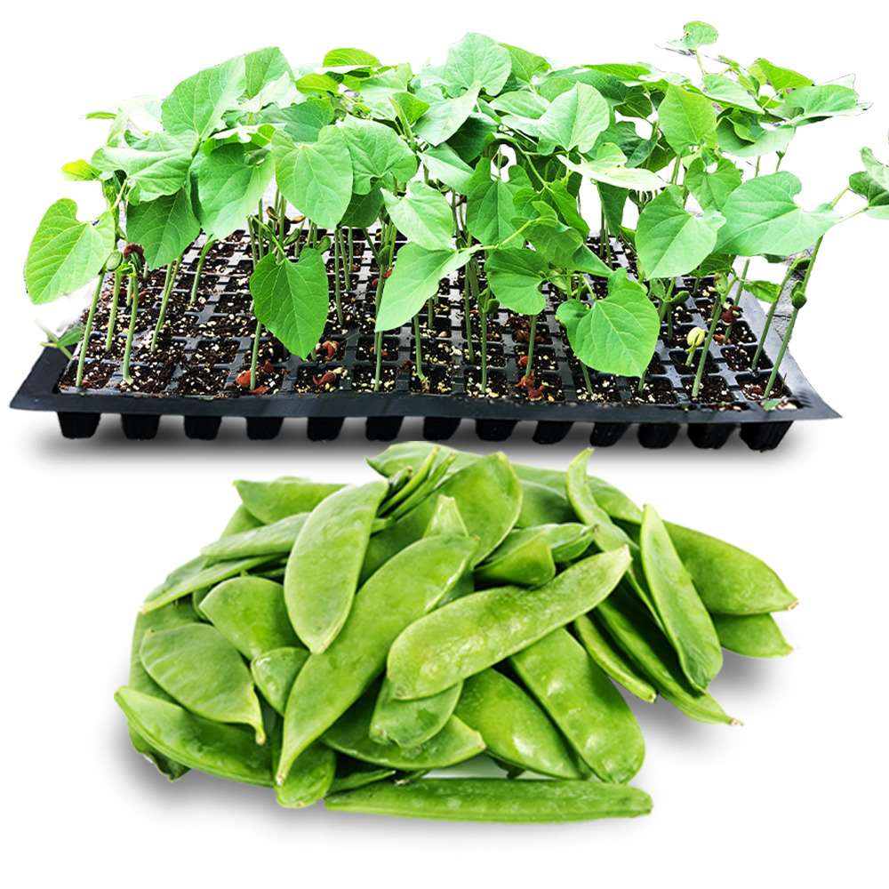an image of dolichos beans and dolichos seedlings in a tray