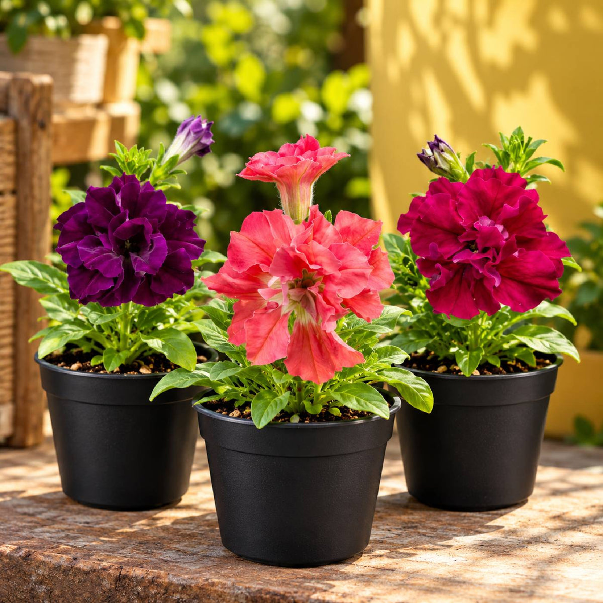 Double Petal Petunia 3 Plant combo