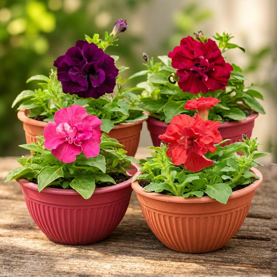 Double Petunia 4 Plant Combo