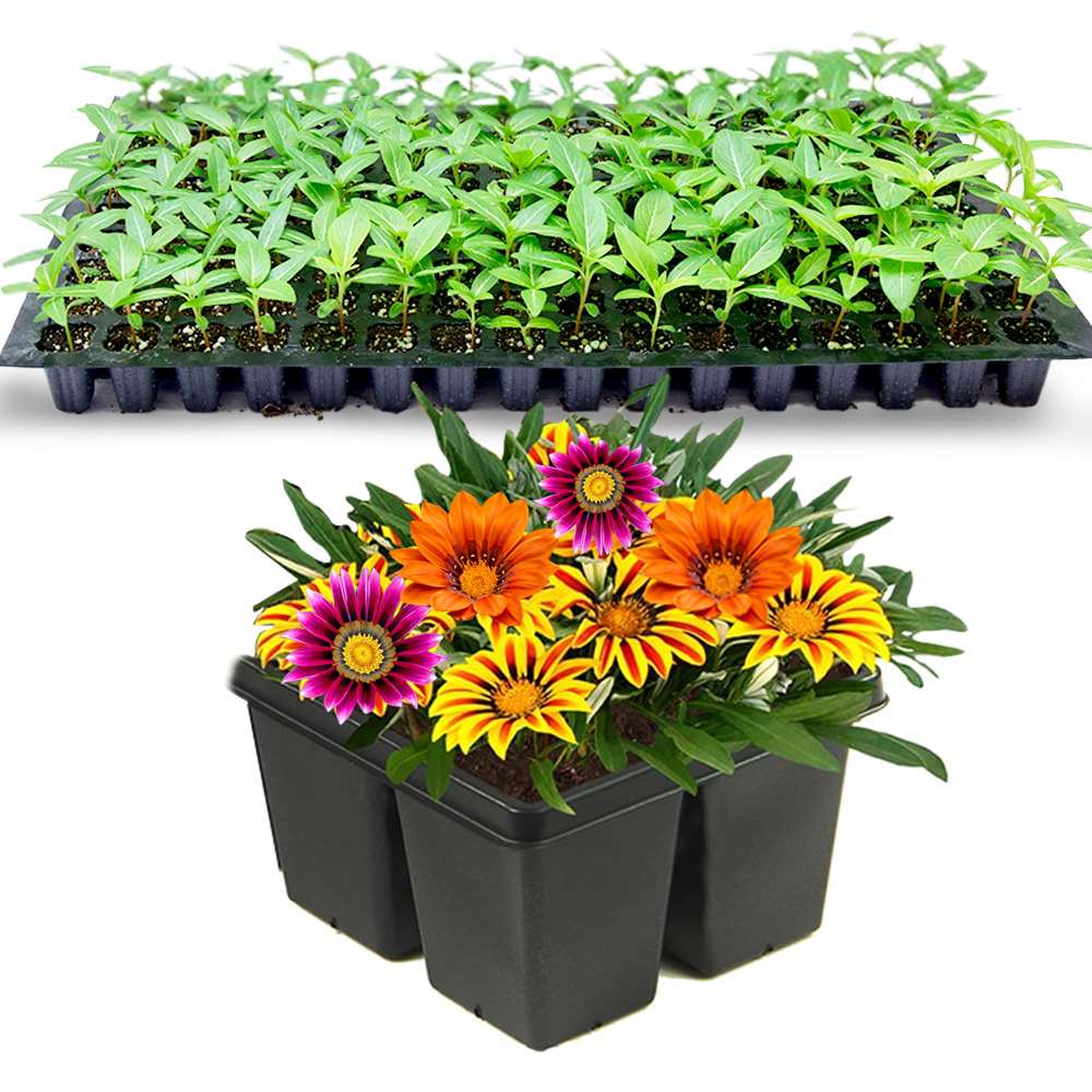 an image of Gazania flowers and Gazania seedlings in a tray