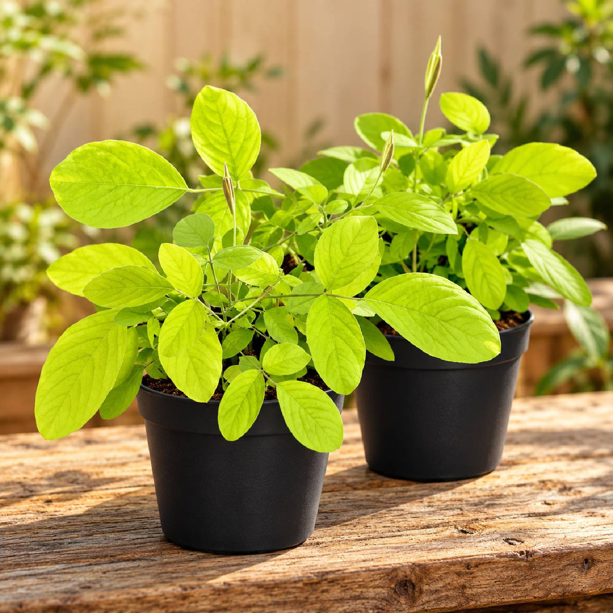 Golden Desmodium 2 plant combo