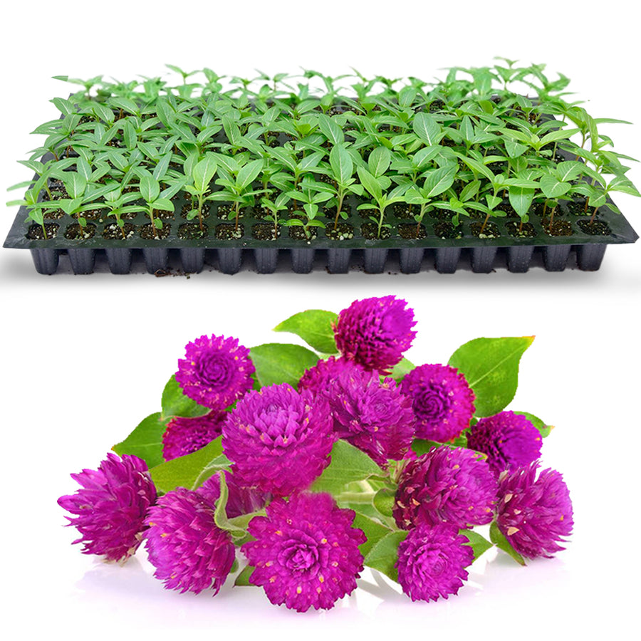 An image of Gomphrena Purple flowers with Gomphrena seedlings tray
