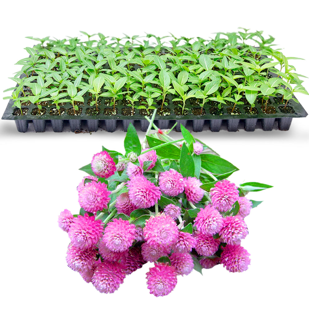 Gomphrena Seedlings