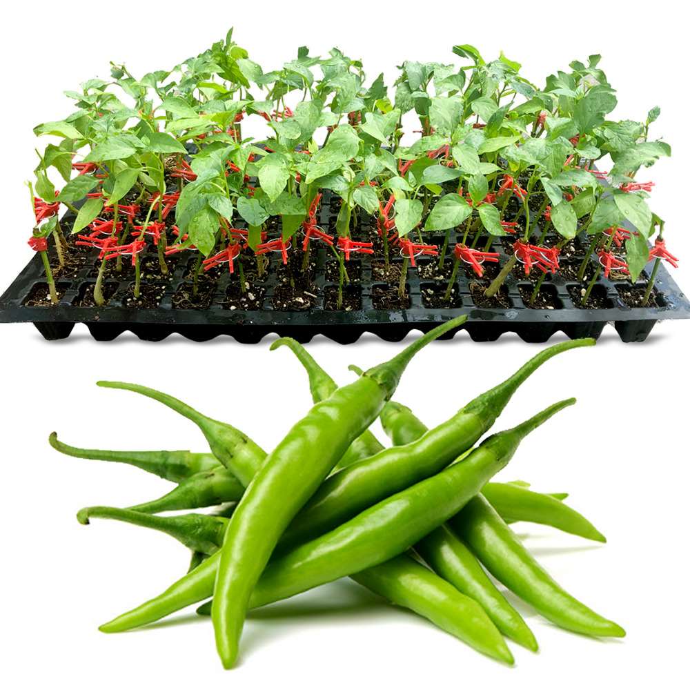 an image of grafted chilli seedlings