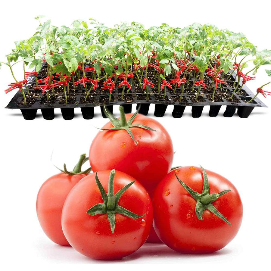 an image of grafted tomato seedlings with some tomatoes