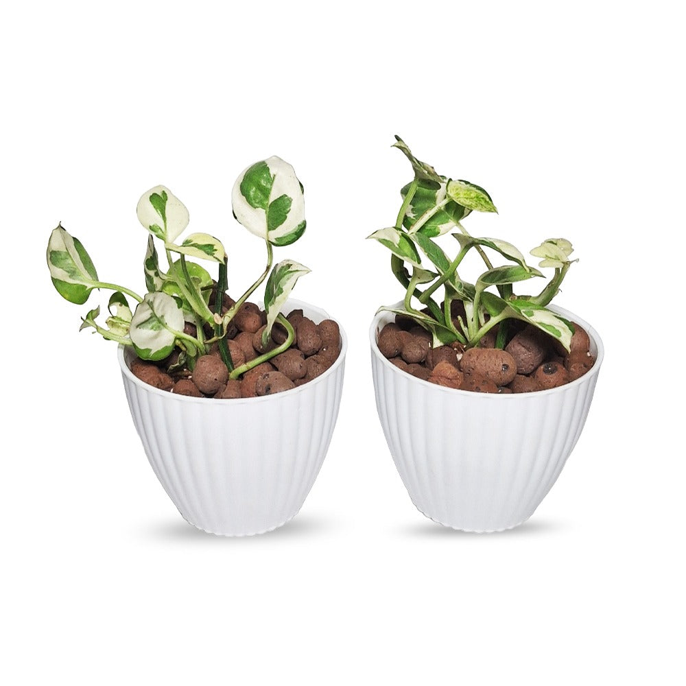 an image of n'joy pothos combo in a pot