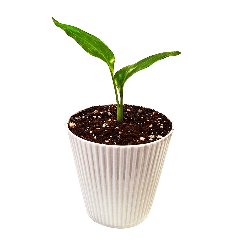 an image of Bird of Paradise Plant in a white pot