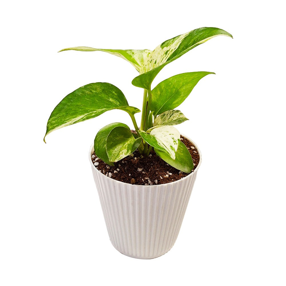 an image of Epipremnum aureum marble queen