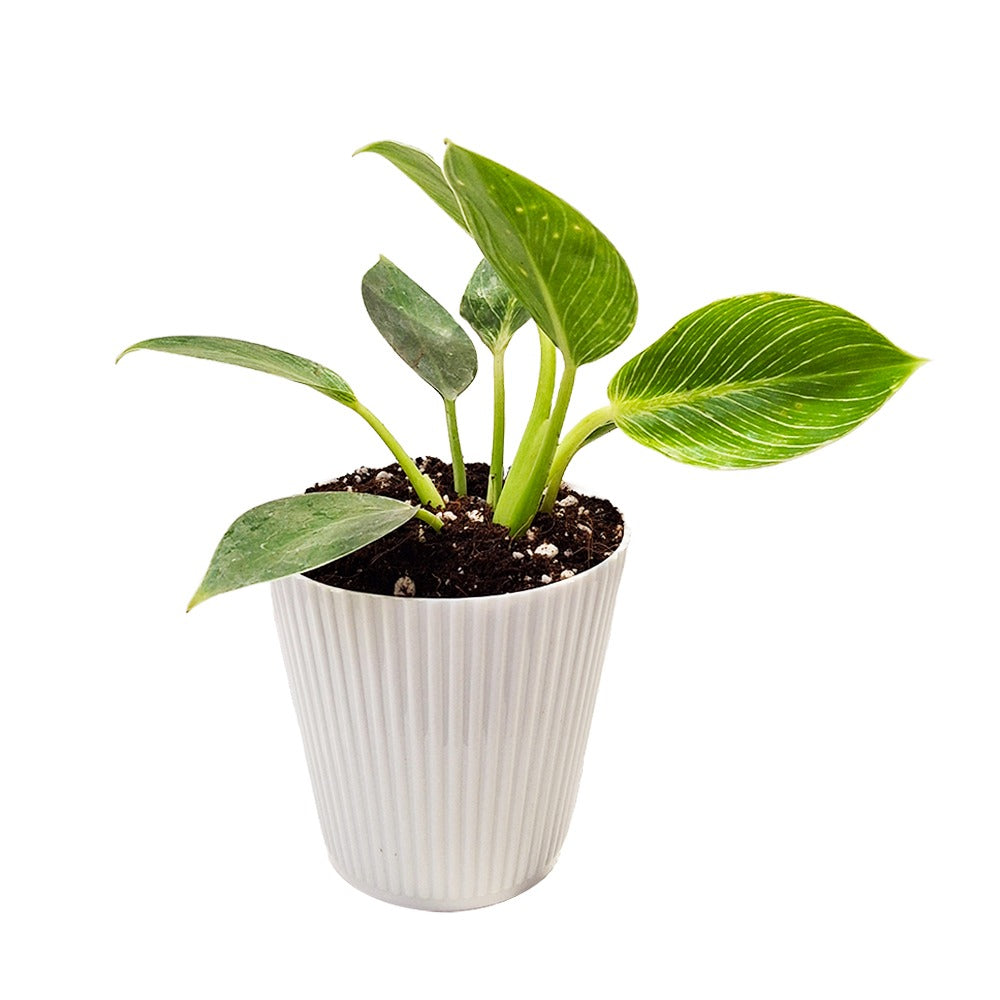 an image of Philodendron Birkin plant