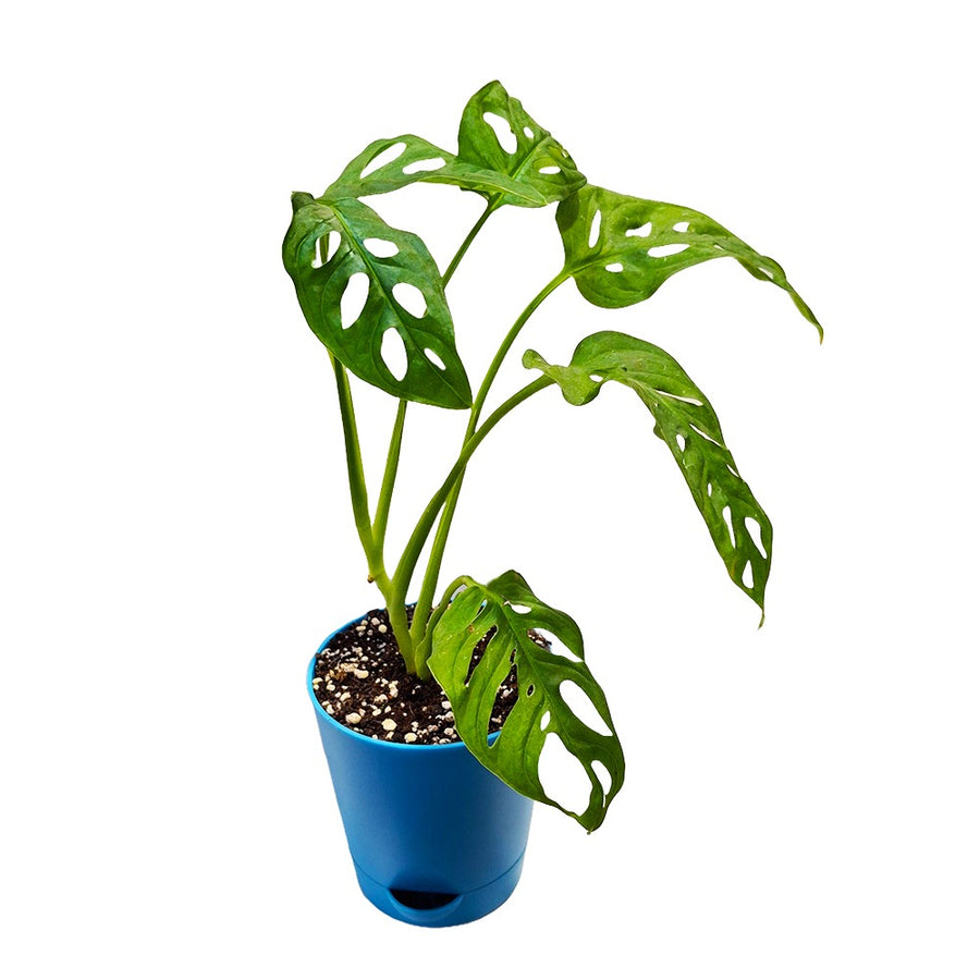 an image of Monstera Adansonii plant in a pot